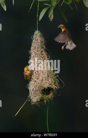 Baya weaver (Ploceus philippinus) subadult uccelli su "Play Nest", Singapore. Foto Stock