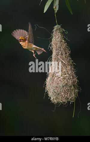 Baya weaver (Ploceus philippinus) subadult bird lasciando "play Nest", Singapore. Foto Stock