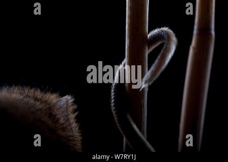 Harvest Mouse (Micromys minutus) utilizzando la coda mentre arrampicata a reed, Germania, captive. Foto Stock