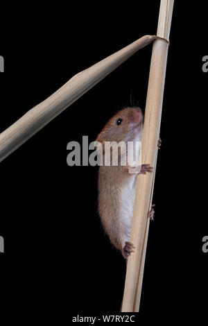 Harvest Mouse (Micromys minutus) arrampicata a reed, Germania, captive. Foto Stock