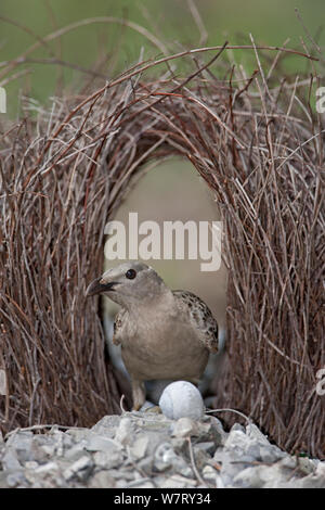 Grande Bowerbird (Chlamydera nuchalis) maschio a corteggiare bower, il Parco Nazionale di Litchfield, Australia. Foto Stock