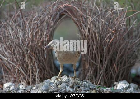 Grande Bowerbird (Chlamydera nuchalis) maschio a corteggiare bower, il Parco Nazionale di Litchfield, Australia. Foto Stock