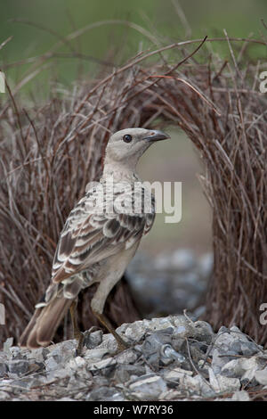 Grande Bowerbird (Chlamydera nuchalis) maschio a corteggiare bower, il Parco Nazionale di Litchfield, Australia. Foto Stock