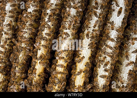 Il miele delle api (Apis mellifera) massa su honeycomb, Germania. Foto Stock