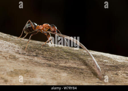 Red wood ant (formica rufa) che trasportano il materiale di costruzione per formicaio (fir ago), Germania. Foto Stock