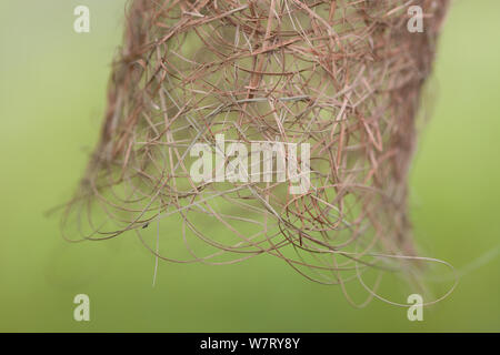 Baya weaver nest (Ploceus philippinus) dettaglio di tessuti di erba a nido ingresso, Singapore. Foto Stock