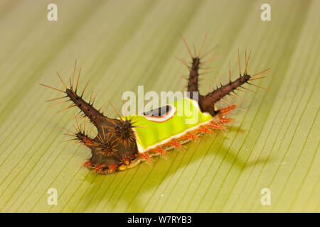 A doppio spiovente caterpillar (Acharia sp.) con pungente e spine velenose e brillante colorazione di avvertimento, nella foresta pluviale tropicale, Costa Rica. Foto Stock