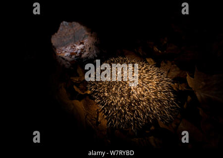 Riccio (Erinaceus europaeus) in ibernazione all'interno di una cavità di alberi caduti, Germania, captive. Foto Stock