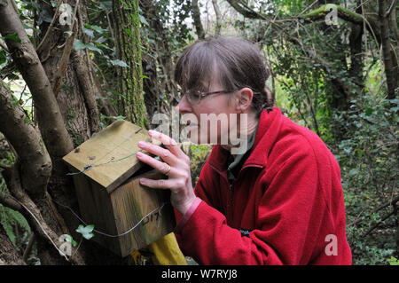 Mammalogist Gill Brown di Backwell ambiente la fiducia di trovare un Comune / Hazel ghiro (Muscardinus avellanarius) in una scatola di nido in boschi cedui vicino a Bristol, Somerset, Regno Unito, ottobre. Modello rilasciato. Foto Stock
