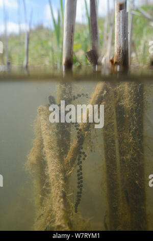 A livello diviso vista della politica europea comune in materia di toad spawn (Bufo bufo) le stringhe avvolto intorno a reed nasce in un laghetto di acqua dolce, Wiltshire, Regno Unito, maggio. Foto Stock