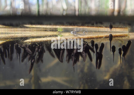 A livello diviso vista recentemente tratteggiata Rana comune di girini (Rana temporaria) alimentazione sulle alghe attaccata al pettine flottante nasce in un laghetto di acqua dolce, Wiltshire, Regno Unito, maggio. Foto Stock