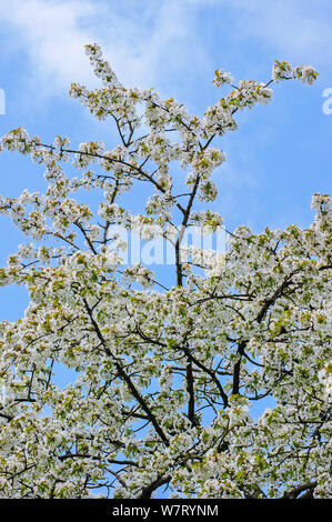 Frutteto con alberi di ciliegia fioritura (Prunus avium) in primavera, Hesbaye, Belgio. Maggio 2013. Foto Stock