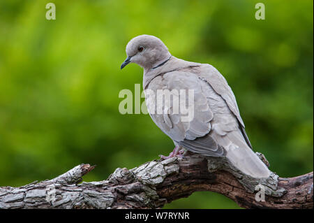 Eurasian colomba a collare (Streptopelia decaocto) arroccato nella struttura ad albero, Belgio, Giugno. Foto Stock