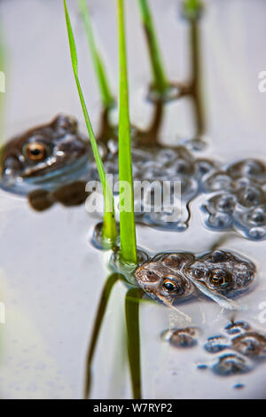 Unione rane comuni (Rana temporaria) coppia in amplexus galleggianti in stagno tra frogspawn, Belgio, Aprile. Foto Stock