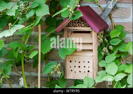 Insetto 'hotel' shelter e scatola di nidificazione per gli insetti vari. In blackberry bush (Rubus sp.) nel giardino, Belgio, Giugno. Foto Stock