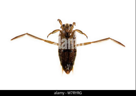 Pepati acqua barcaiolo (Notonecta maculata) su sfondo bianco, Belgio. Maggio. Foto Stock