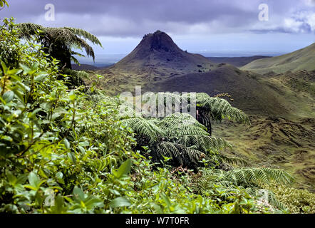 Isola di Santa Cruz highlands con spruzzi di Puntudo cono e vegetazione lussureggiante con Cyathea treeferns e Miconia, Galapagos, Ecuador. Foto Stock