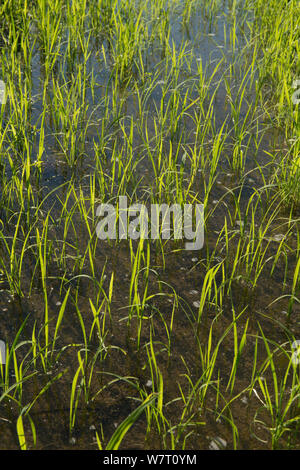 Carmague coltivazione del riso, Camargue, Francia, giugno. Foto Stock