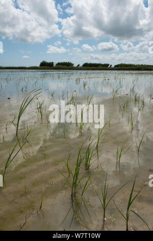 Mare clubrush (Bolboschoenus maritimus) erbacce in Camargue ricefields, Francia, Maggio. Foto Stock