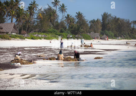 Zanzibari donne raccolte di smistamento (alghe Eucheuma spinosum)a bassa marea, Matemwe, Zanzibar, Tanzania. Foto Stock