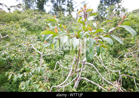 Khat tree (Cathula edulis) regione di Meru in Kenya Foto Stock