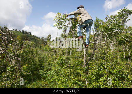 Uomo di arrampicata e la raccolta di Khat tree (Catha edulis) Maua, Regione di Meru in Kenya. Foto Stock