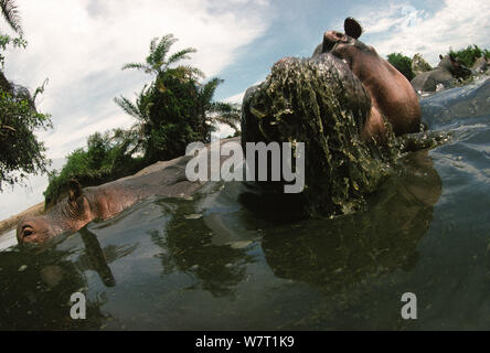 Bassa angolazione di una mandria di ippopotami (Hippopotamus amphibius) alimentazione nel fiume Rutshuru, prima della macellazione di ippopotami nella regione durante il rovesciamento del Presidente Mobutu Sese Seko nella metà degli anni novanta, il Parco nazionale di Virunga, Repubblica Democratica del Congo. Foto Stock