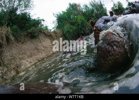 Bassa angolazione di una mandria di ippopotami (Hippopotamus amphibius) nel fiume Rutshuru, prima della macellazione di ippopotami nella regione durante il rovesciamento del Presidente Mobutu Sese Seko nella metà degli anni novanta, il Parco nazionale di Virunga, Repubblica Democratica del Congo. Foto Stock