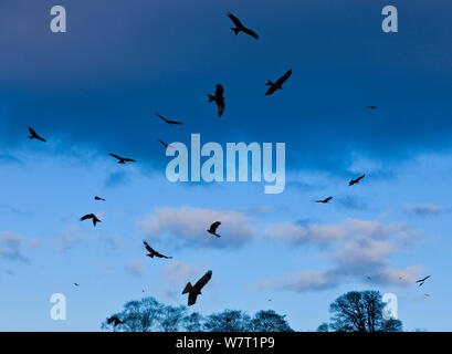 Gregge di Red kites (Milvus milvus) in volo, Powys, Wales, Regno Unito, febbraio. Foto Stock