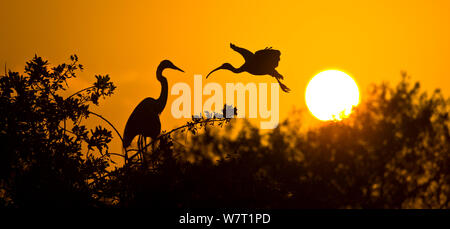 Airone bianco maggiore (Ardea alba) appollaiato in un albero con un Americano bianco Ibis (Eudocimus albus) in volo, Everglades National Park, Florida, Stati Uniti d'America. Foto Stock