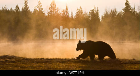 L'orso bruno (Ursus arctos) profilarsi all'alba, la Carelia. Finlandia, maggio. Foto Stock