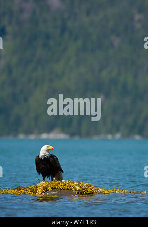 Aquila calva (Haliaeetus leucocephalus) su roccia rimozione Mew gull (Larus canus) piume prima di alimentare, Cavaliere ingresso, Isola di Vancouver, British Columbia, Canada, a luglio. Foto Stock