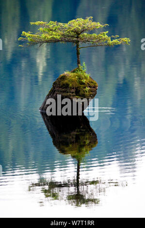 Una miniatura di abete Douglas (Pseudotsuga menziesii) cresce al di fuori di un moncone nel mezzo del lago di fata. Vicino a Port Renfrew, Isola di Vancouver, British Columbia, Canada, a luglio. Foto Stock