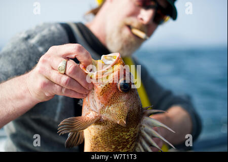 Pescatore sorregge un pesce di rame (Sebastes caurinus). La pesca dalla barca a motore. West Coast, vicino a Port Renfrew, Isola di Vancouver, British Columbia, Canada, luglio 2012.