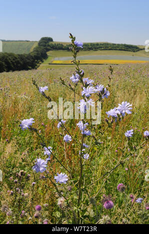 Cicorie (Cichorium intybus) fioritura tra annuire / Muschio cardi (Carduus nutans) in un campo incolto con una cinghia ad albero e una fioritura di raccolto di semi di lino (Linum usitatissimum) in background, Marlborough Downs farmland, Wiltshire, Regno Unito, Luglio. Foto Stock