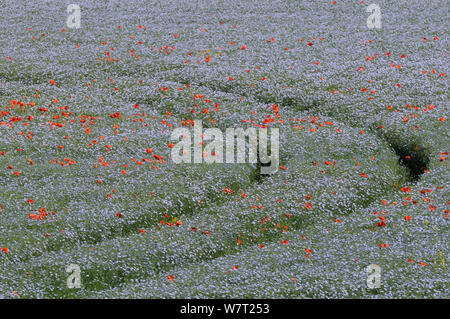 Le tracce del veicolo attraverso una fioritura di raccolto di semi di lino (Linum usitatissimum) punteggiato di papaveri comune (Papaver rhoeas), Marlborough Downs farmland, Wiltshire, Regno Unito, Luglio. Foto Stock