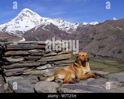 Cane e picco di Kasbek-Qasbegi visto dalla chiesa di Sameba Stepanzminda-Kasbegi vicino a Geogian strada militare , Mzcheta-Mtianeti, Georgia, Europa Foto Stock