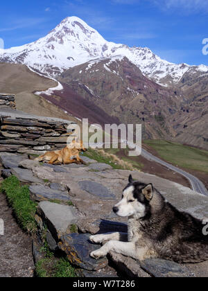 Cane e picco di Kasbek-Qasbegi visto dalla chiesa di Sameba Stepanzminda-Kasbegi vicino a Geogian strada militare , Mzcheta-Mtianeti, Georgia, Europa Foto Stock