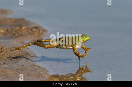 American bullfrog (Lithobates catesbeianus) saltando in acqua, Iowa, USA. Foto Stock