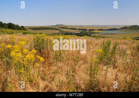 Campo incolto con fioritura erba tossica comune (Jacobaea vulgaris), Comune Hogweed (Heracleum sphondylium) e lancia i cardi (Cirsium vulgare) con un mix di pascolo, seminativi, albero cinghie e la Ridgeway in background, Marlborough Downs, Wiltshire, Regno Unito, Luglio. Foto Stock