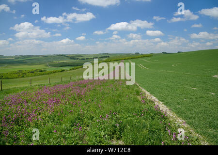 Red campion (Silene dioica) fioritura in un il polline e il nettare dei fiori striscia mix confinanti con un campo di orzo, con pecore (Ovis aries) pascolare pascoli nelle vicinanze, Marlborough Downs, Wiltshire, Regno Unito, Giugno. Foto Stock