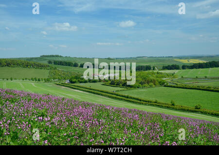 Red campion (Silene dioica) fioritura in un il polline e il nettare dei fiori striscia mix confinanti con un giovane di raccolto di semi di lino (Linum usitatissimum), con cavalli al pascolo (Equus caballus), fabbricati agricoli, dei seminativi e la Ridgeway in background, Marlborough Downs, Wiltshire, Regno Unito, Giugno. Foto Stock