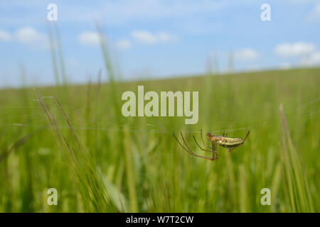 A lungo a ganasce orbweaver / tratto comune spider (Tetragnatha extensa) appeso a testa in giù sul suo web in un raccolto di orzo, Marlborough Downs, Wiltshire, Regno Unito, Luglio. Foto Stock