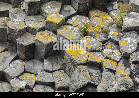 Esagonale di roccia basaltica formazioni, staffa, Ebridi Interne, Scozia, Giugno. Foto Stock