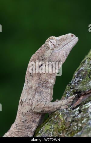 Mossy nuovo Caledonian gecko (Mniarogekko / Rhacodactylus chahoua) captive provenienti dalla Nuova Caledonia. Foto Stock