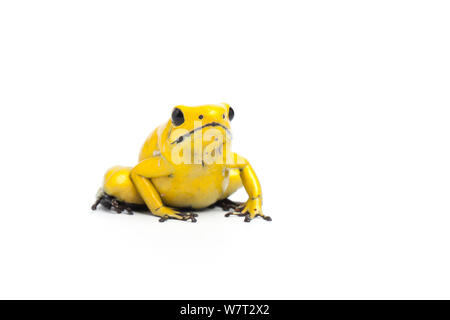 Veleno giallo Rana dart (Phyllobates terribilis) il mondo&#39;s più velenose anfibio, captive dal Sud America settentrionale Foto Stock