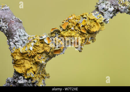 Comune lichene arancione (Xanthoria parietina) il ramoscello di biancospino (Crataegus monogyna) insieme con uno scudo lichen (Clairmont sulcata) Inghilterra, Regno Unito. Aprile. Foto Stock