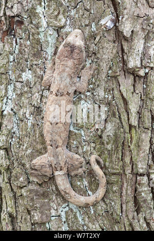 Mossy nuovo Caledonian gecko (Mniarogekko chahoua) mimetizzata sul tronco di albero captive nativa per la Nuova Caledonia. Foto Stock