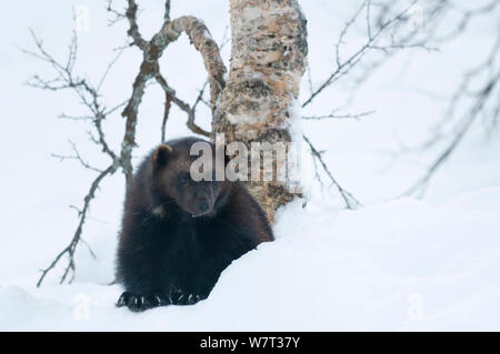 Femmina (Wolverine Gudo gudo) nella neve, captive, Norvegia, febbraio. Foto Stock