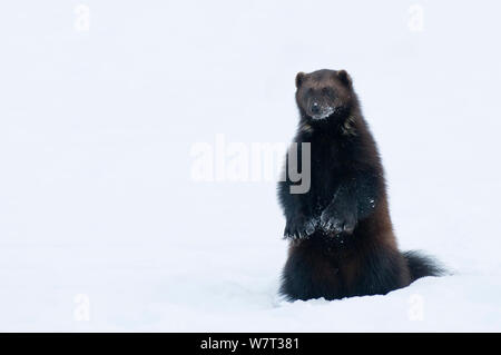 Femmina (Wolverine Gudo gudo) in piedi nella neve, captive, Norvegia, febbraio. Foto Stock